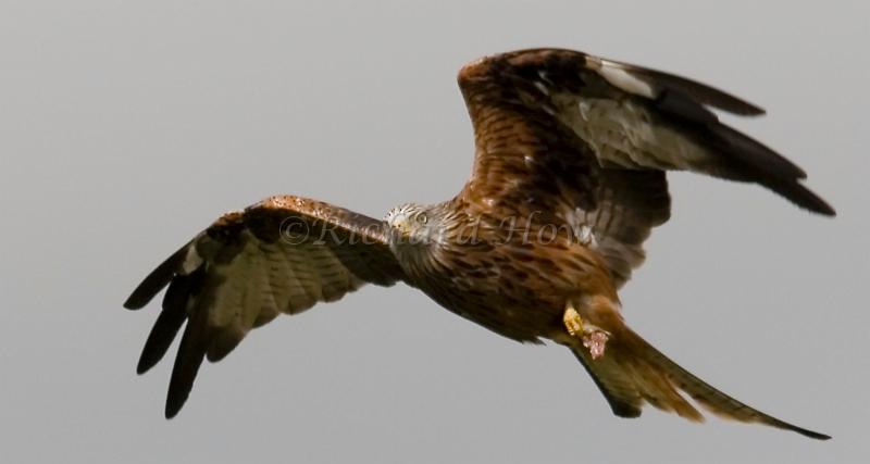red kite05.jpg
